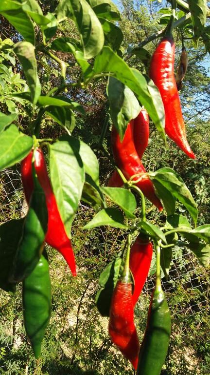 Chale Da Manga Larga Villa Petrópolis Rum bild